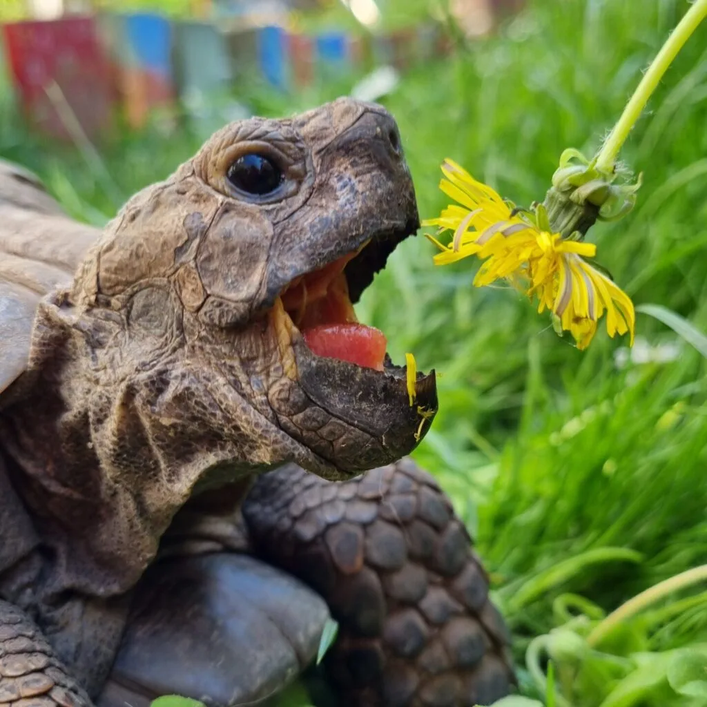 Grichische Landschildkröte frisst Löwenzahn im Garten